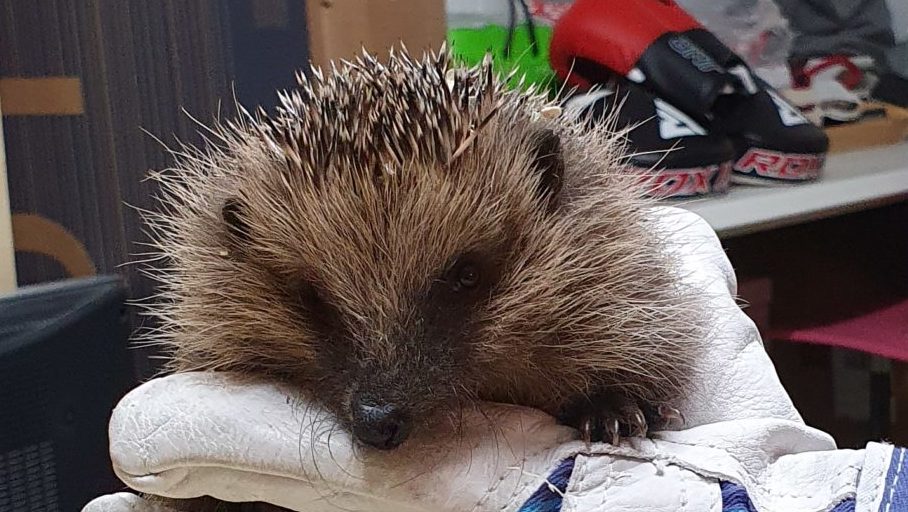Igel-Nick